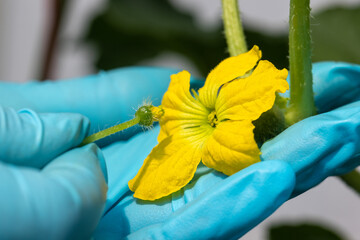 Hand pollination is the manual transfer of pollen a male flower to a the pistil female flower.