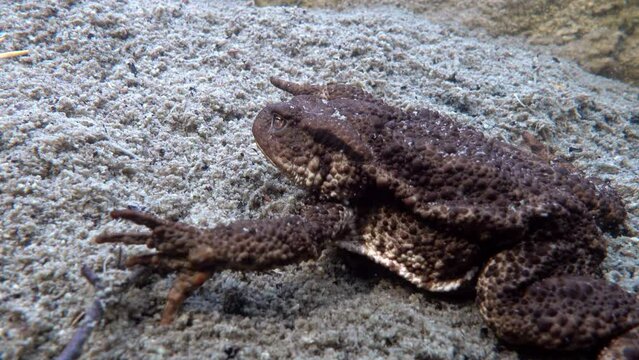 Common toad (Bufo bufo) lies at the muddy bottom of the pond, close up view.
