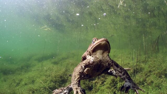 During the breeding time male Common toads (Bufo bufo) are swimming around, looking for opportunity to mate.