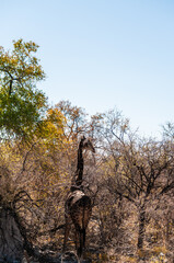 Closeup of the neck of an Angolan Giraffe - Giraffa giraffa angolensis- in Etosha national Park in Namibia.
