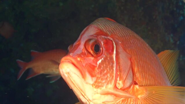 Squirrelfish super close up in cave