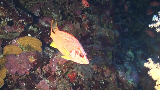 Big Squirrelfish turning close in front of camera