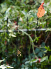 A garden spider suspended on its near invisible web, against a background of bushes and leaves. A bright autumnal leaf is caught on the web.