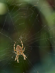 A garden spider suspended on its near invisible web, against a background of defocused bushes and green leaves.