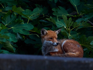 Naklejka premium A red fox on a Camden rooftop in Autumn - its rest broken to wariness by a nearby noise - against a background of green leaves.