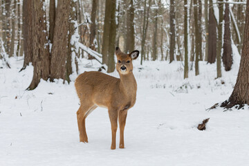 Naklejka na ściany i meble The White-tailed deer in the snowy forest 
