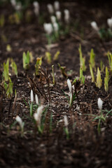 early spring, crocuses just emerging from the ground