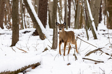 The White-tailed deer in the snowy forest 