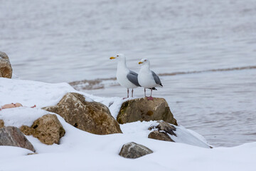The ring-billed gull (Larus delawarensis) on the shores of Lake Michigan