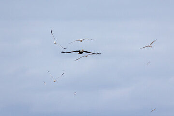 The Bald eagle (Haliaeetus leucocephalus) in flight haunted by a pair of seagulls.