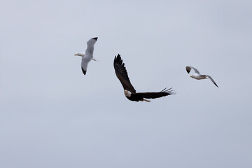 Bald eagle being chased by a seagull 