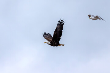 Bald eagle being chased by a seagull 