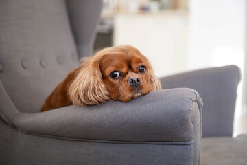 Portrait of a dog, cavalier spaniel