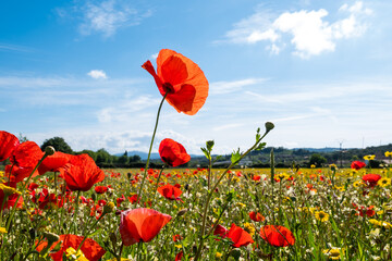 A meadow full of pretty red poppies and lovely yellow daisies during spring