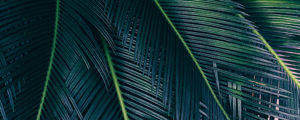 dark green tropical palm leaves background