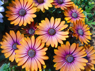 Fototapeta na wymiar Orange and purple flowers