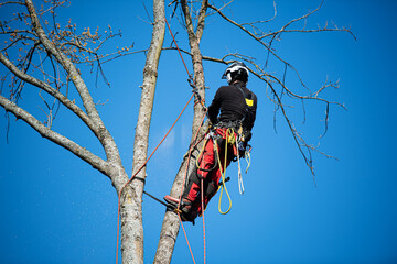 Tree climber felling a tree 