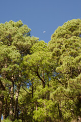 Fototapeta premium Forest of Canary Island pine Pinus canariensis and waning gibbous moon. Santa Cruz de La Palma. La Palma. Canary Islands. Spain.