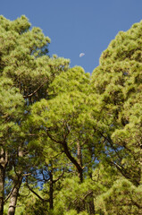 Forest of Canary Island pine Pinus canariensis and waning gibbous moon. Santa Cruz de La Palma. La Palma. Canary Islands. Spain.