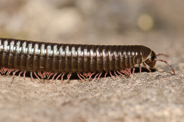 Portuguese millipede Ommatoiulus moreleti in Santa Cruz de La Palma. La Palma. Canary Islands. Spain.