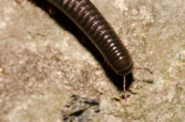 Upperside of a Portuguese millipede Ommatoiulus moreleti. Santa Cruz de La Palma. La Palma. Canary Islands. Spain.
