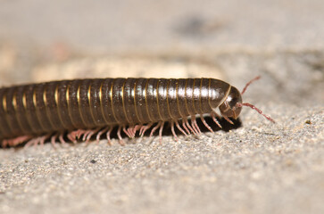 Portuguese millipede Ommatoiulus moreleti in Santa Cruz de La Palma. La Palma. Canary Islands. Spain.