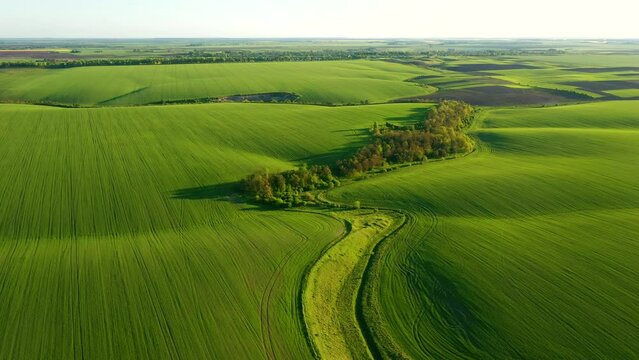 Tranquil scene of green wavy fields on a sunny day from a bird's eye view. Filmed in UHD 4k, drone video.