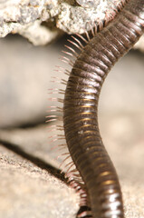 Segments of a Portuguese millipede Ommatoiulus moreleti. Santa Cruz de La Palma. La Palma. Canary...