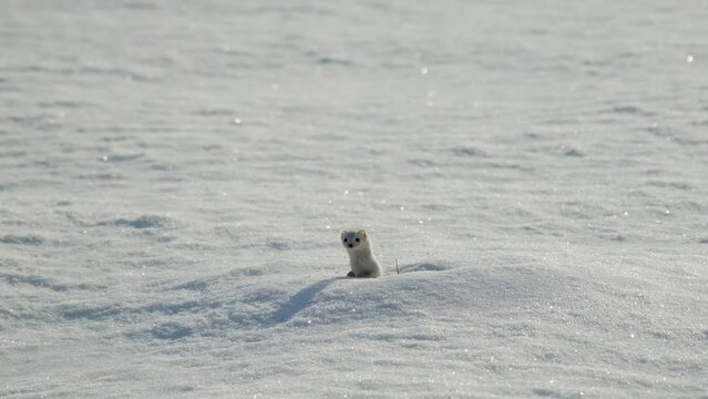 Charming the worlds smallest predator white weasel in snow in winter. 4K footage slow motion. Young stoat in its natural habitat. Curious animal was spotted in wild.