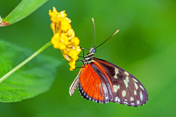 Papillon Heliconius hecale sur une fleur	