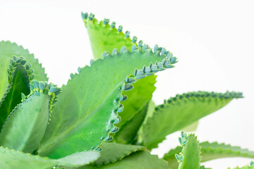 Closeup of mother of Thousands show sapling seedlings