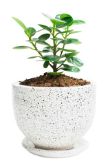 Banyan tree (Moraceae) or ficus annulata small plant green leaf grown in cement pots isolated on white background. Ornamental plants. Lucky tree.