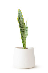 Sansevieria trifasciata in white pot isolated on white. House plant air purifying minimal design decorative. Dracaena trifasciata snake plant, Saint George's sword (Asparagaceae).