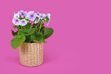 Violet 'Primula Acaulis Sweet Kisses' primrose in basket flower pot on pink background with copy space