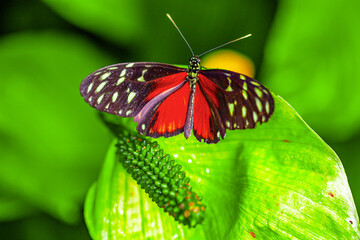 Papillon Heliconius hecale sur une fleur	