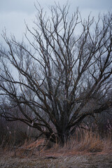 Fototapeta na wymiar Old tree without leaves in the countryside of Bavaria