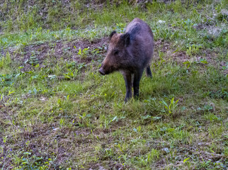 A wild boar is running in the forest. Hog running on green background in the town ol la spezia