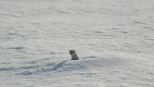 Charming the worlds smallest predator white weasel in snow in winter. 4K footage slow motion. Young stoat in its natural habitat. Curious animal was spotted in wild.