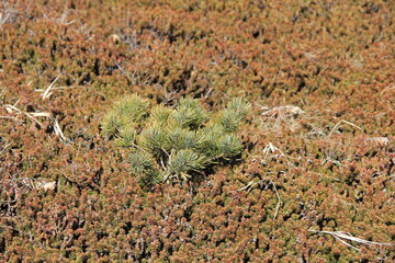 密生した「スギゴケ」の合間から、「マツ」の若木が生えている様子