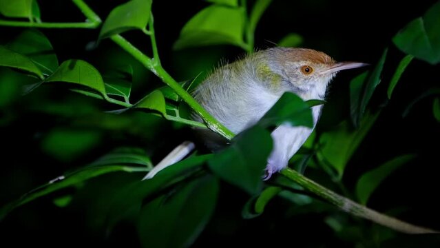 Sleeping while perched on a small branch facing to the right then moves a little to open its eye then chirps a little, Common Tailorbird Orthotomus sutorius, Thailand.