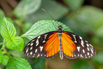 Papillon Heliconius hecale sur une feuille	
