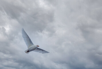 Snowy sheathbill in flight (aka., greater or pale-faced sheathbill,  paddy), Damoy Point, near Port Lockroy, Antarctic Peninsula. Antarctica