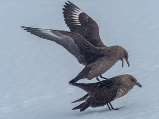 Orne Harbor, Graham Land, Antarctic Peninsula. Antarctica