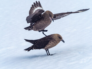 Orne Harbor, Graham Land, Antarctic Peninsula. Antarctica