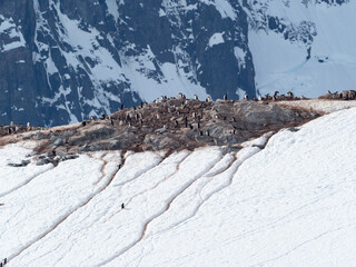 Huge gentoo penguin rookeries on the shores of the Antarctic Peninsula. Damy Point, near Port Lockroy, Antarctica
