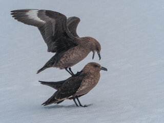 Orne Harbor, Graham Land, Antarctic Peninsula. Antarctica