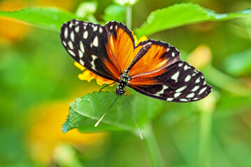 Fototapeta na wymiar Papillon Heliconius hecale sur une feuille 