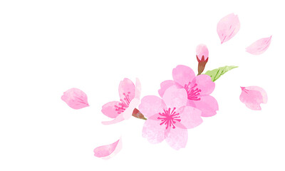手描き水彩　桜のイラスト　ワンポイント