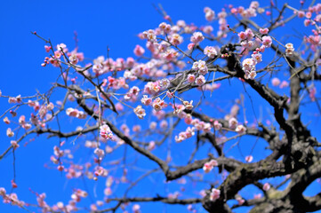 青空と紅梅