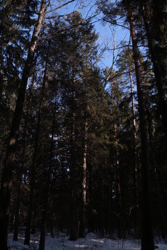 Deep dark forest abowe blue clear sky.